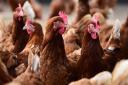 Poultry will be culled after a fifth case of bird flu was confirmed near Attleborough