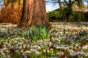 Snowdrops in bloom at the Oxburgh Estate in Norfolk Picture: Mike Selby/National Trust