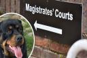 A woman has appeared at Norwich Magistrates' Court accused of failing to control a Rottweiler called Rebel