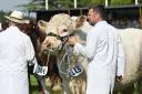 Trained cattle, like these animals exhibited at the 2024 Royal Norfolk Show, could be useful for TV and film crews