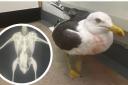 The gull is currently being cared for at a specialist RSPCA wildlife hospital in Norfolk.