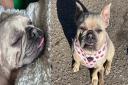 Chai the French Bulldog is missing from her home in Costessey