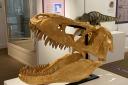 A Tarbosaurus skull - a dinosaur related to Tyrannosaurus Rex