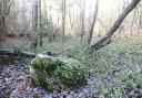 The old stone that stands in a grove beside a path in woodland near Hase's Lane, Lyng. Picture: Ian Burt