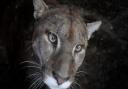 Amazona Zoo gets ready for the Winter months. A Puma peers from it's pen.PHOTO: ANTONY KELLY