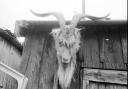 The haunted goat's head of Strumpshaw on display at Strumpshaw Gravel Pit. Date: Aug 1972.  Picture: EDP Library