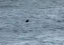 A basking shark has been spotted at Caister beach