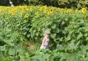 Two-year-old Alfie Wright enjoying the sunflowers at Ha Ha Farm Picture: Denise Bradley