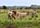 A vaccine has been approved in the Netherlands to protect farm livestock against the bluetongue virus