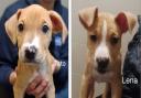 Can you help these nine-week-old puppies find a new home?