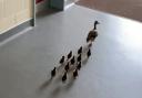 A flock of ducklings in the hallways at Wymondham College