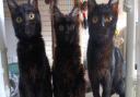 Three kittens have been rescued after they were dumped in a skip in Lowestoft