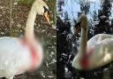 A swan is currently in the care of the RSPCA after being attacked near Holt