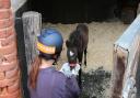 Ruby the foal has been rescued by Redwings