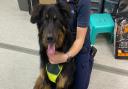 Bear the 11-month old German Shepherd has come into the care of the RSPCA