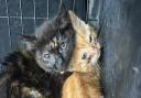Stray kittens have been found struggling to survive amid a cat crisis in Norfolk
