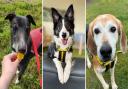Five dogs looking for a forever home in Norfolk this week