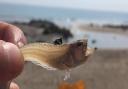 Weever fish have been spotted on the Norfolk coast