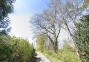 The protected tree which could be felled in Northwold