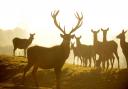 A Norfolk farm park has won a Tripadvisor Travellers' Choice Award