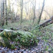 The old stone that stands in a grove beside a path in woodland near Hase's Lane, Lyng. Picture: Ian Burt