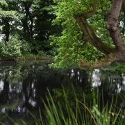 The Shrieking Pit at Northrepps where legend tells a young woman called Esmerelda died in the pit, shrieking out three times. Picture: DENISE BRADLEY