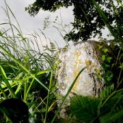 Weird Norfolk: The Hardley Stone on the corner of Lower Hardley Road and Cross Stone Road.Picture: Nick Butcher