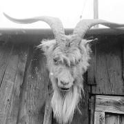 The haunted goat's head of Strumpshaw on display at Strumpshaw Gravel Pit. Date: Aug 1972.  Picture: EDP Library