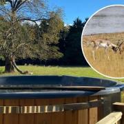 See rare animals from a hot tub at Watatunga Wildlife Reserve.