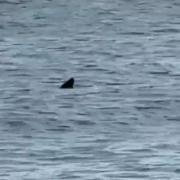 A basking shark has been spotted at Caister beach