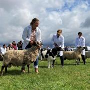 Livestock competitions at the Wayland Show in Watton