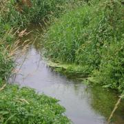 A section of the Gaywood River, a rare Norfolk chalk stream