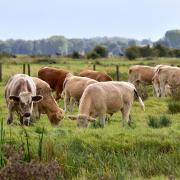A vaccine has been approved in the Netherlands to protect farm livestock against the bluetongue virus