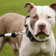 Data revealing how many XL bully dog applications have been approved by postcode has been published