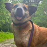 Hocus is up for adoption with Safe Rescue for Dogs