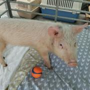 Hallswood Animal Sanctuary took a pig to The Forum to help get people interested in volunteering