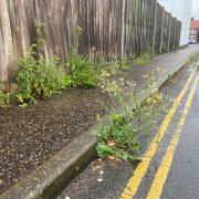 Weeds sprouting from the roadside on Clarkes Road, Gorleston.
