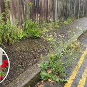 Overgorwn verges and weeds sprouting from pathways has sparked the ire of people in Great Yarmouth and Gorleston.