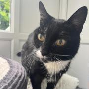 Charlie is available to adopt at the Cats Protection East Norfolk Cat Centre