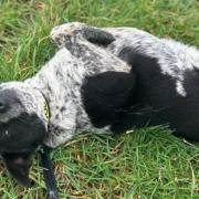 Two year old Nella is looking for her forever home in Norfolk after a turbulent start to life