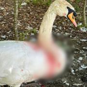 A swan is currently in the care of the RSPCA after being attacked near Holt