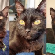 Sable, Raven and Inky were rescued from a skip in Lowestoft