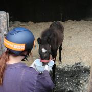 Ruby the foal has been rescued by Redwings