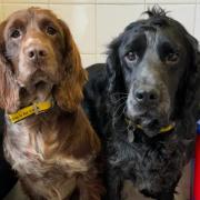 Truffle and Taffy are looking for a forever home