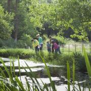 The National Trust has listed the 'best places for a serene stroll' in Norfolk parklands