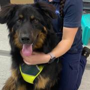 Bear the 11-month old German Shepherd has come into the care of the RSPCA