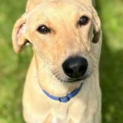 Louie the lurcher is up for adoption at RSPCA West Norfolk