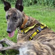 Peggy the greyhound is up for adoption with Dogs Trust Snetterton