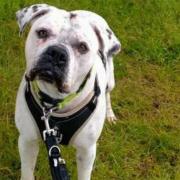 Sully, a four-year-old Boxer cross, has been looking for his forever home for almost a year
