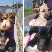 Four dogs rescued in Romania will soon be up for adoption in Norfolk